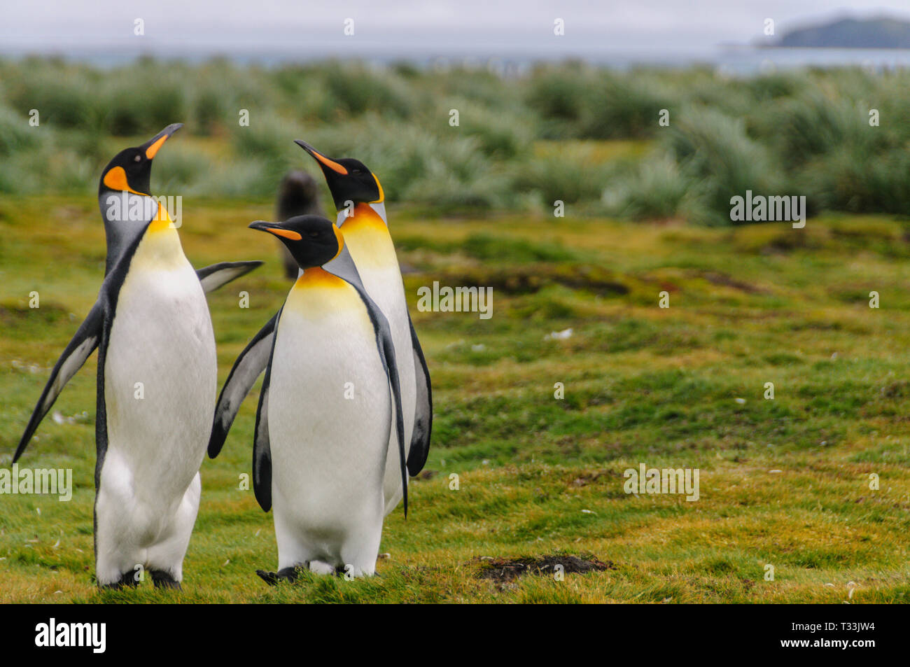 Drei König Pinguin - Aptenodytes patagonicus - Engagieren in einem courtship Ritual, das auf Salisbury Plains, Südgeorgien Stockfoto