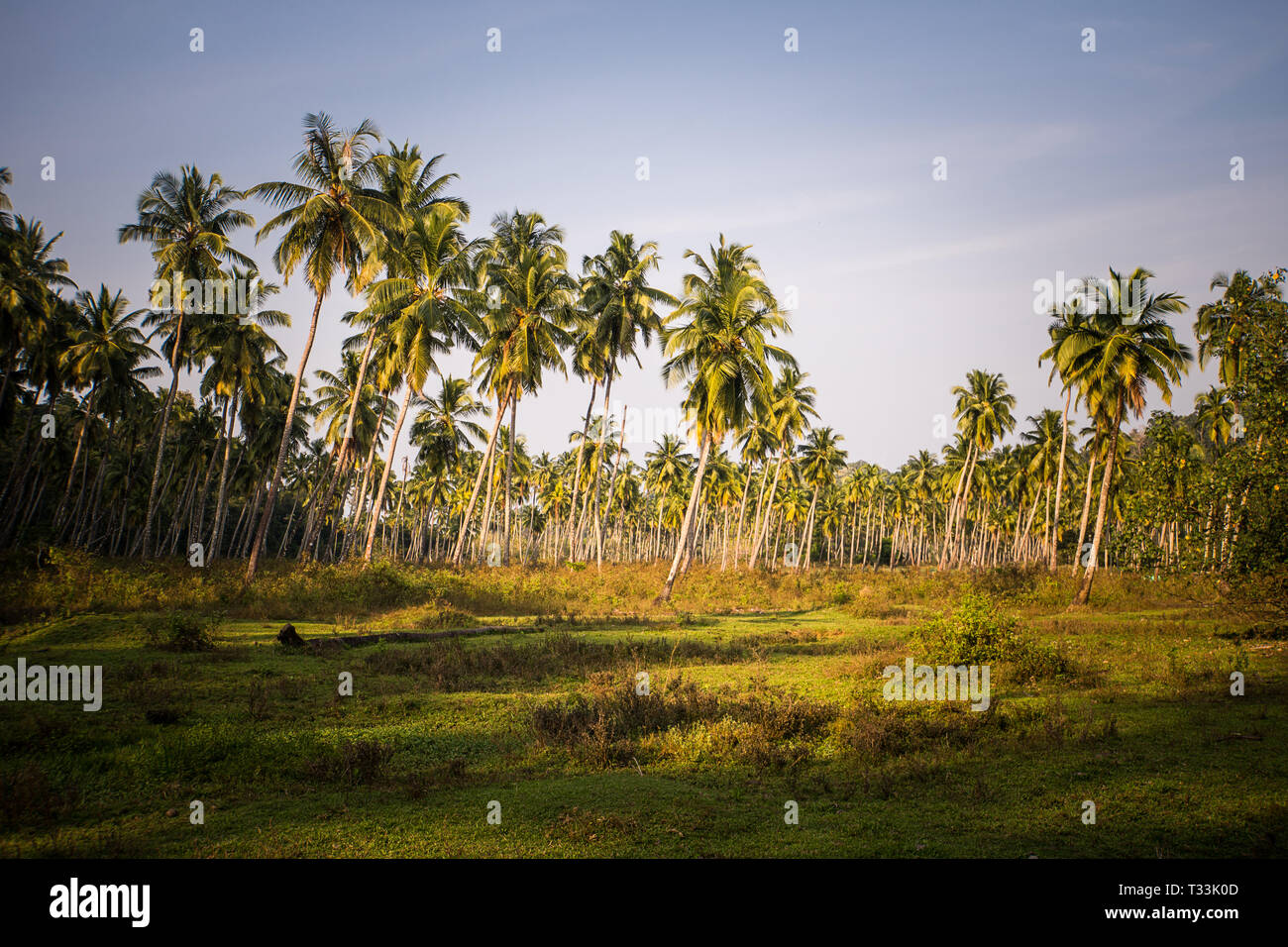 Hain aus Kokospalmen Rasen und blauer Himmel. Hohe Palmen mit Zöpfe auf der Plantage. Landwirtschaft im subtropischen Klima Stockfoto