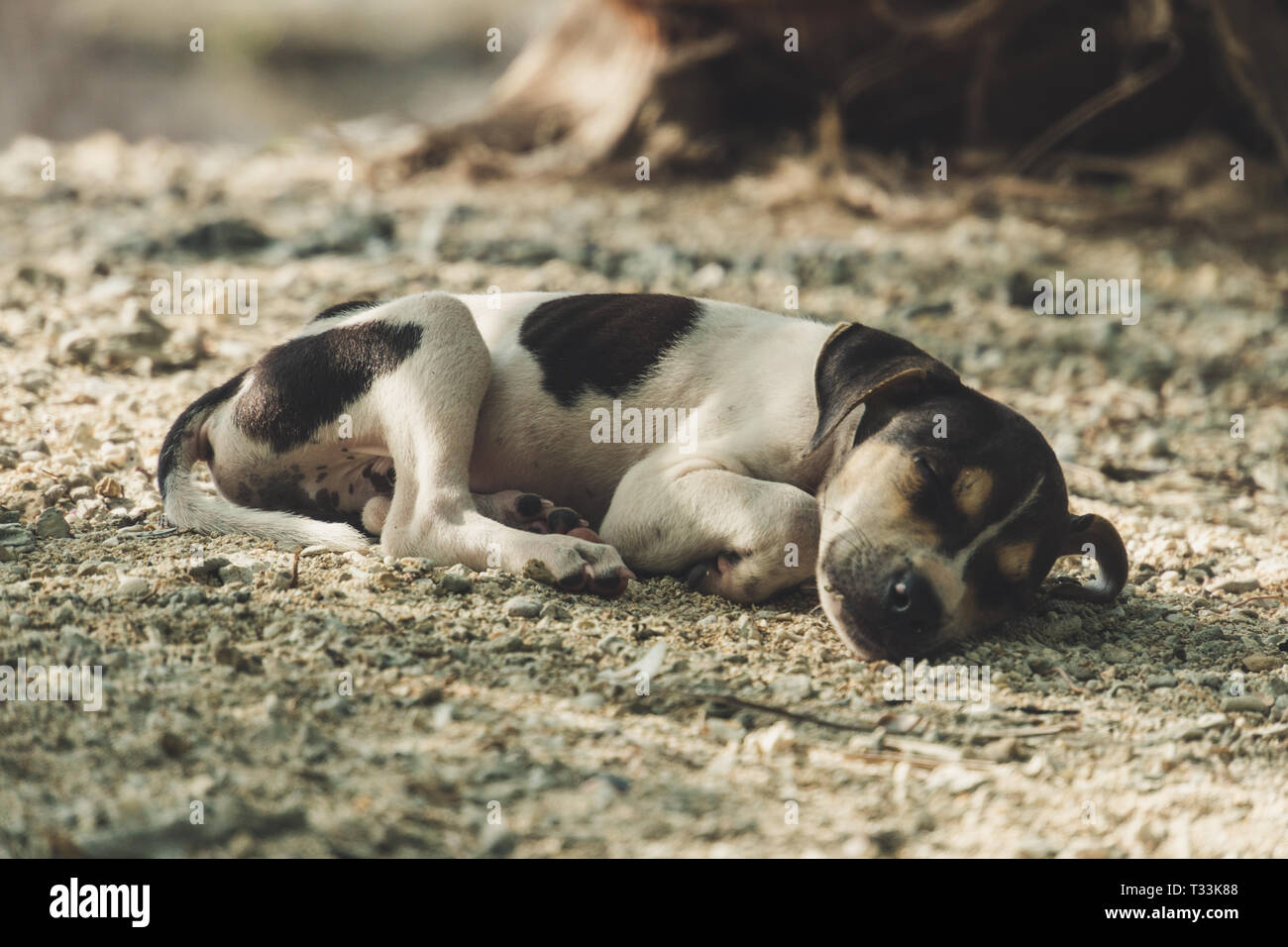 Hunde schlafen und entspannen auf der Sand unter dem Baum am Strand. Lipe Satun Thailand. kleinen niedlichen Welpen. nett, süß, hübsch, schön, gute Stockfoto