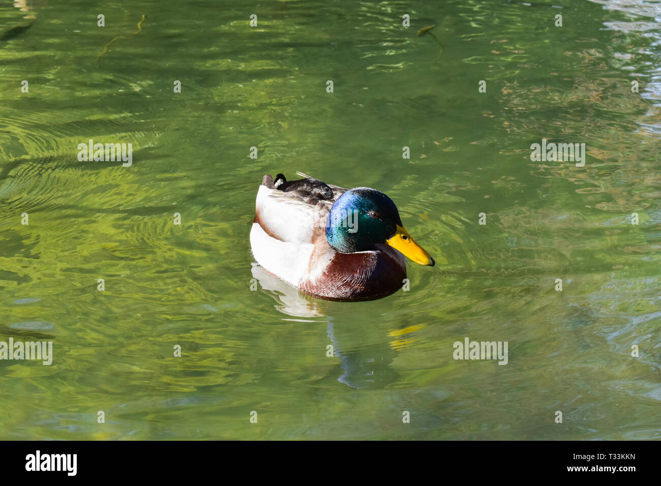 Stockente Erpel duck schwimmen. Stockfoto