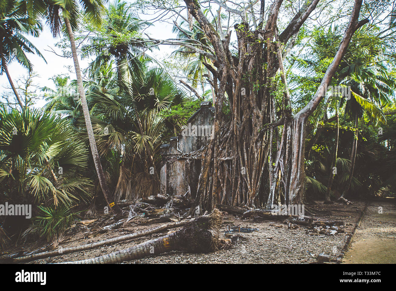 Bäume wachsen auf einem verlassenen Haus. Spuren der alten Zivilisation. Natur zerstört die Spuren menschlicher Zivilisation. Baum Pferde absorbieren Ho abgebrochen Stockfoto