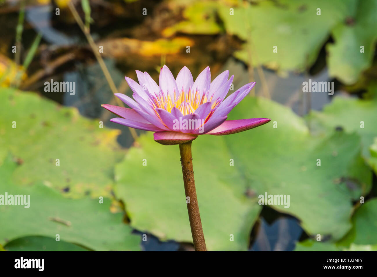 Schönen lila Seerose oder Lotus. Lila Lilie Blume in künstlichen Teich. Port Blair Andamanen und Nikobaren Indien Stockfoto