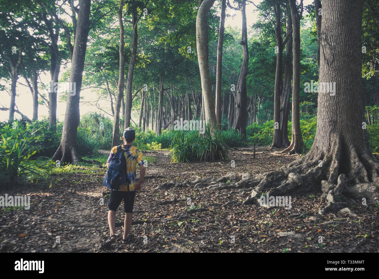 Touristische Wanderungen durch den Regenwald in Havelock Island Andamanen und Nikobaren. Subtropische Wälder Hohe riesige Bäume wachsen in tropischen Klimazonen Stockfoto