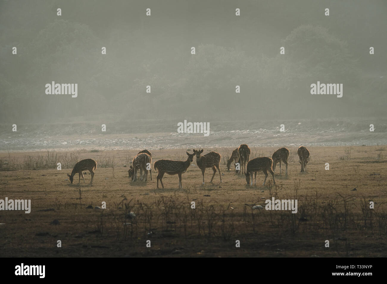 Herde von Rotwild auf der nebligen Feld am Morgen während der Brunft in Belarus Stockfoto