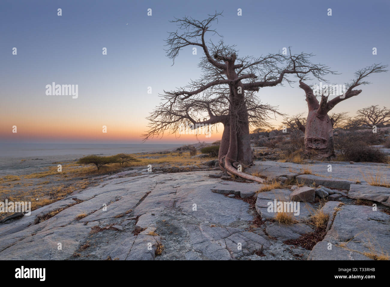 Baobab Bäumen bei Kubu Insel Stockfoto