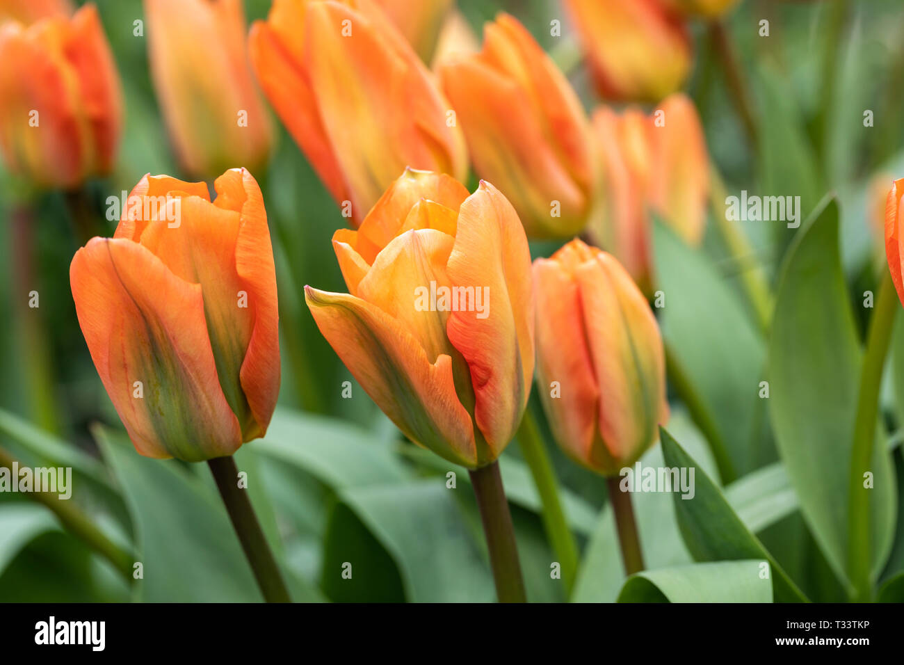 Nahaufnahme von Tulipa Fosteriana Orange Kaiser. Eine leuchtende orange Tulpe blüht im April, England, Großbritannien Stockfoto