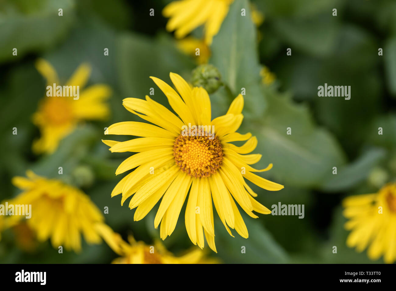 Rudbeckia laciniata - Cutleaf Coneflower blüht in einem englischen Garten, England, Großbritannien Stockfoto