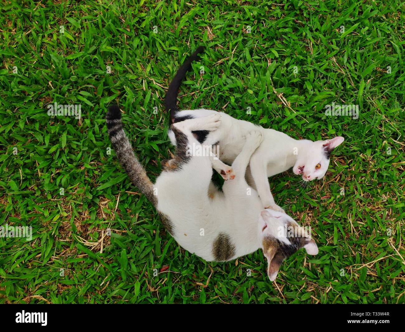 Lustig und nett mit zwei Katzen miteinander spielen auf grünem Gras im Garten Stockfoto