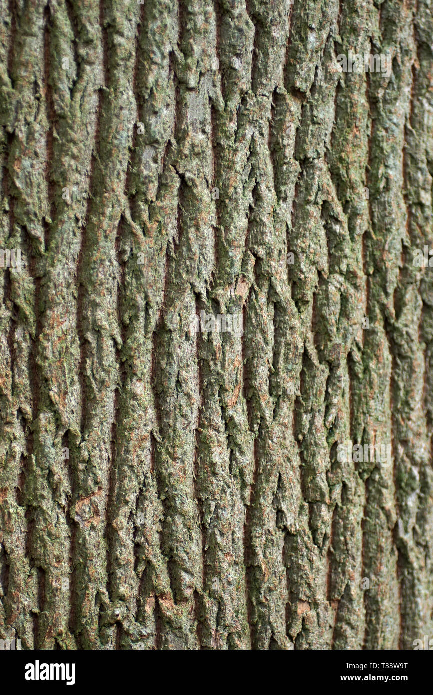 Craibiodendron yunnanense Stockfoto