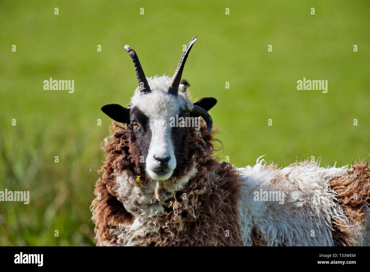 Portrait von schwarzen Schafen konfrontiert. Stockfoto