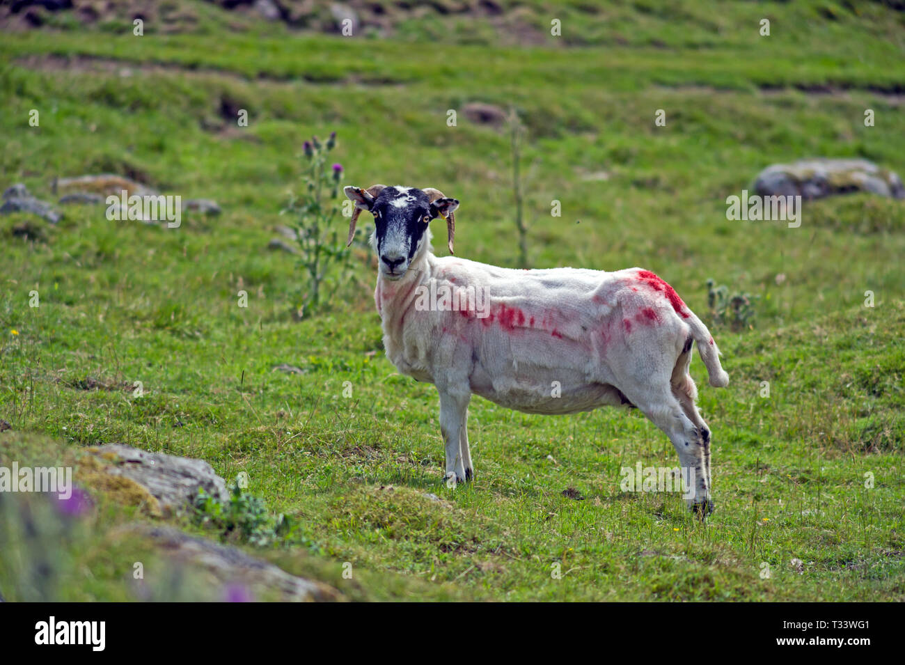 Augenhöhe Ansicht einer Geschorenen Schafe auf einem Hügel. Stockfoto