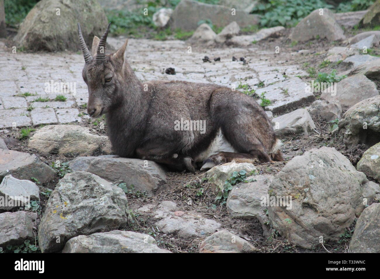 Alpensteinbock Stockfoto