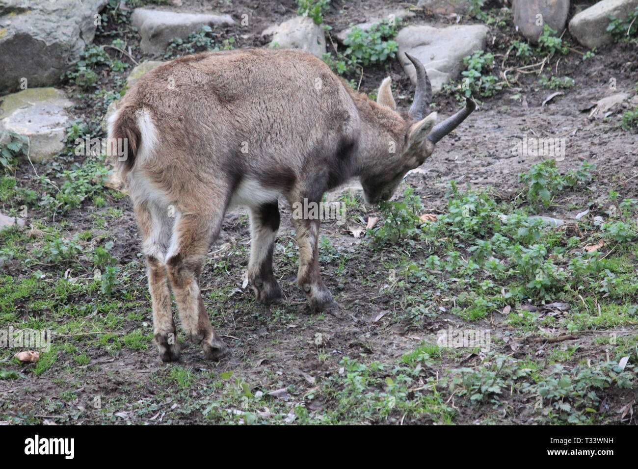 Alpensteinbock Stockfoto