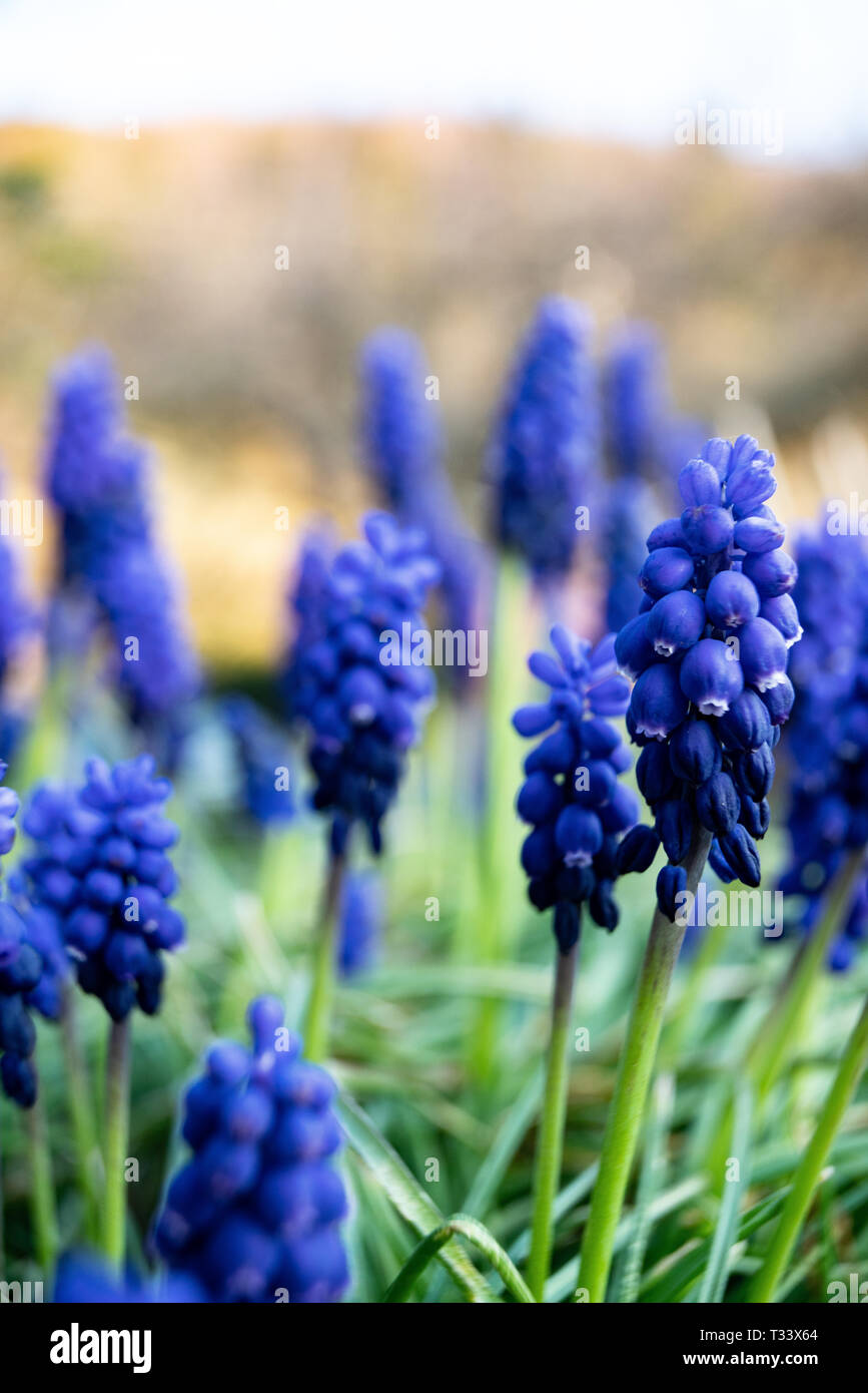 Muscari Armeniacum Blume oder allgemein bekannt als Trauben Hyazinthe im defokussierten Frühlingsgarten. Stockfoto