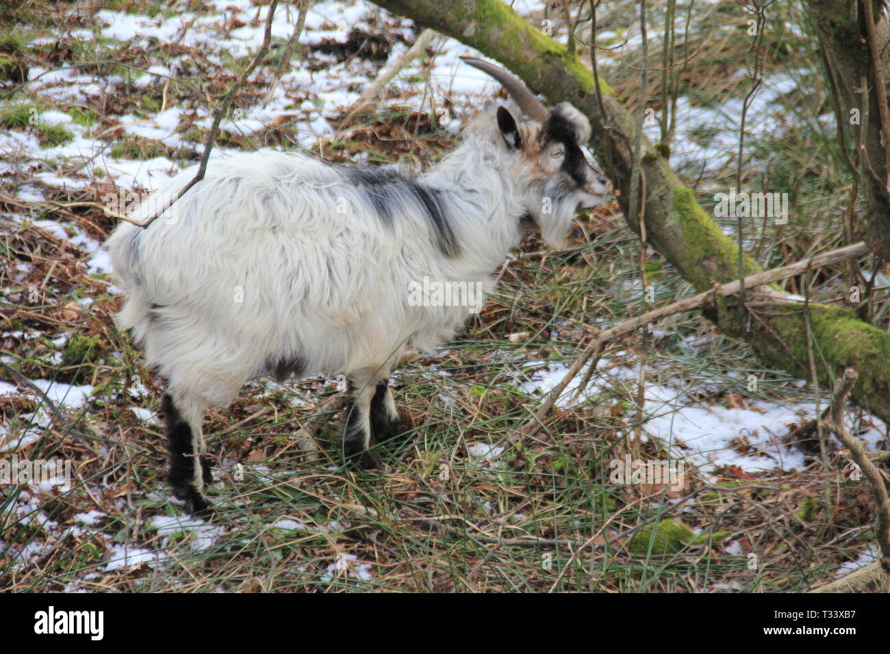 Snowdonia, North Wales Stockfoto