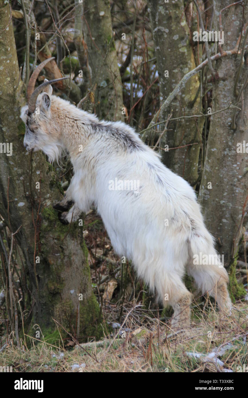 Snowdonia, North Wales Stockfoto