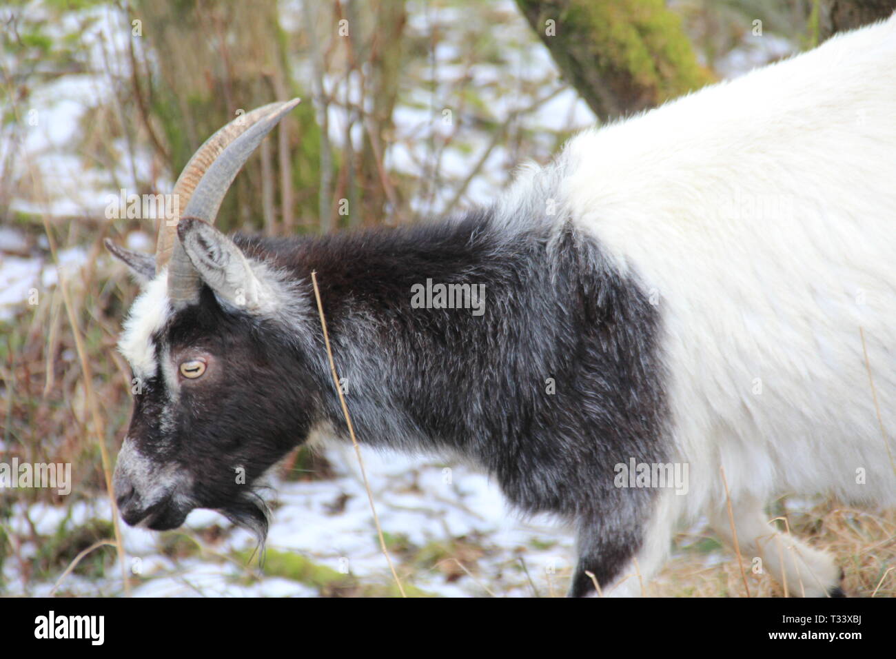 Snowdonia, North Wales Stockfoto