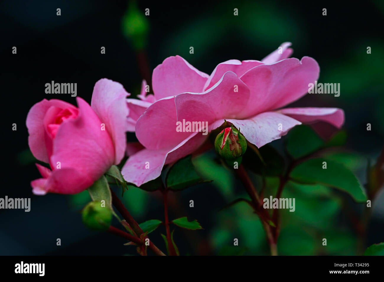 Rosa Rosenblüten vor Grün verschwommenen Hintergrund Stockfoto