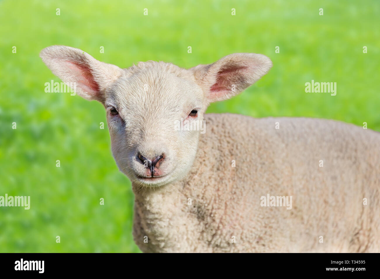 Close up Portrait von ein neugeborenes Weißes Lamm in der grünen Wiese Stockfoto