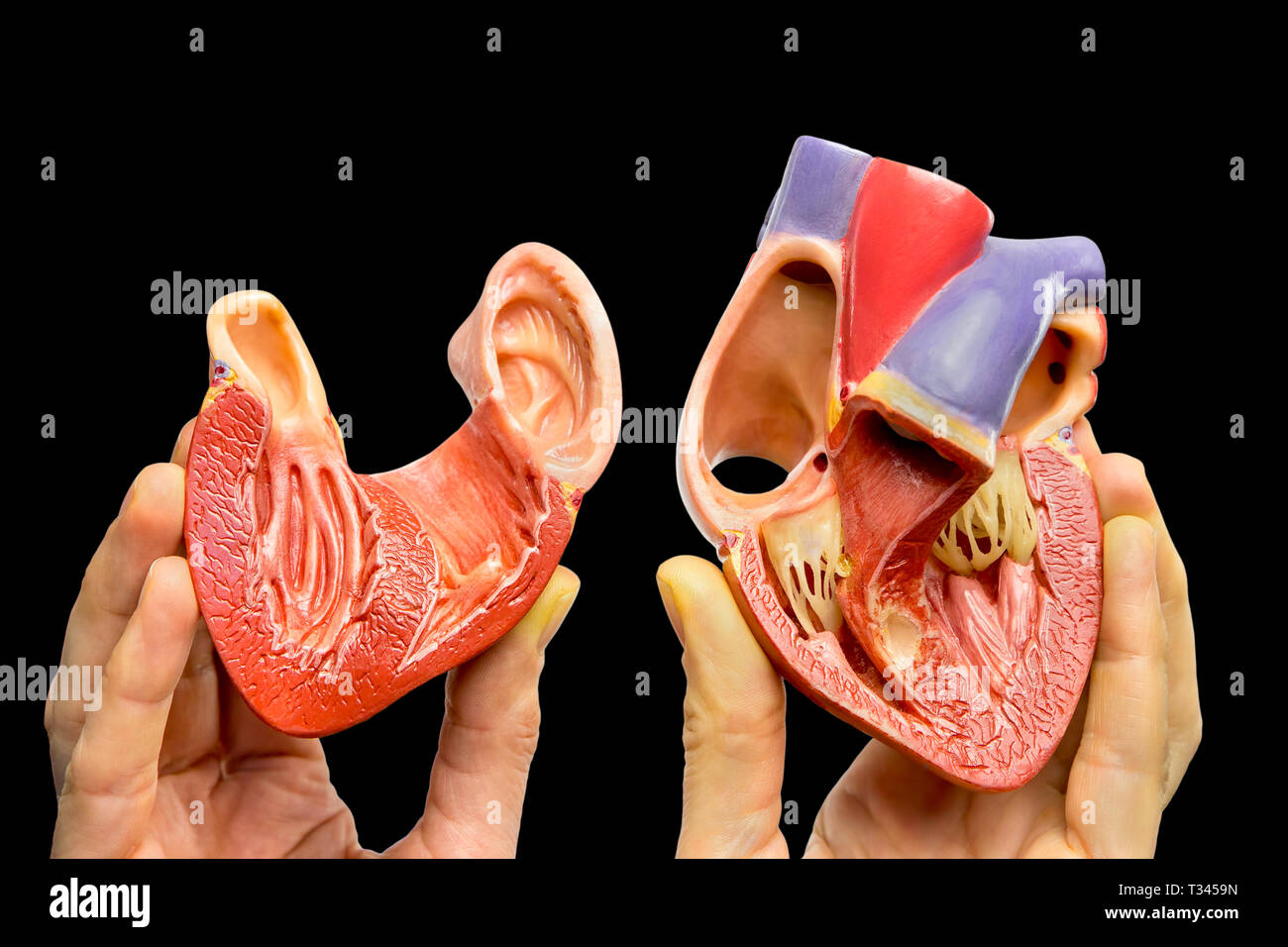 Finger zeigen im Inneren des menschlichen Herzens Modell auf schwarzem Hintergrund Stockfoto