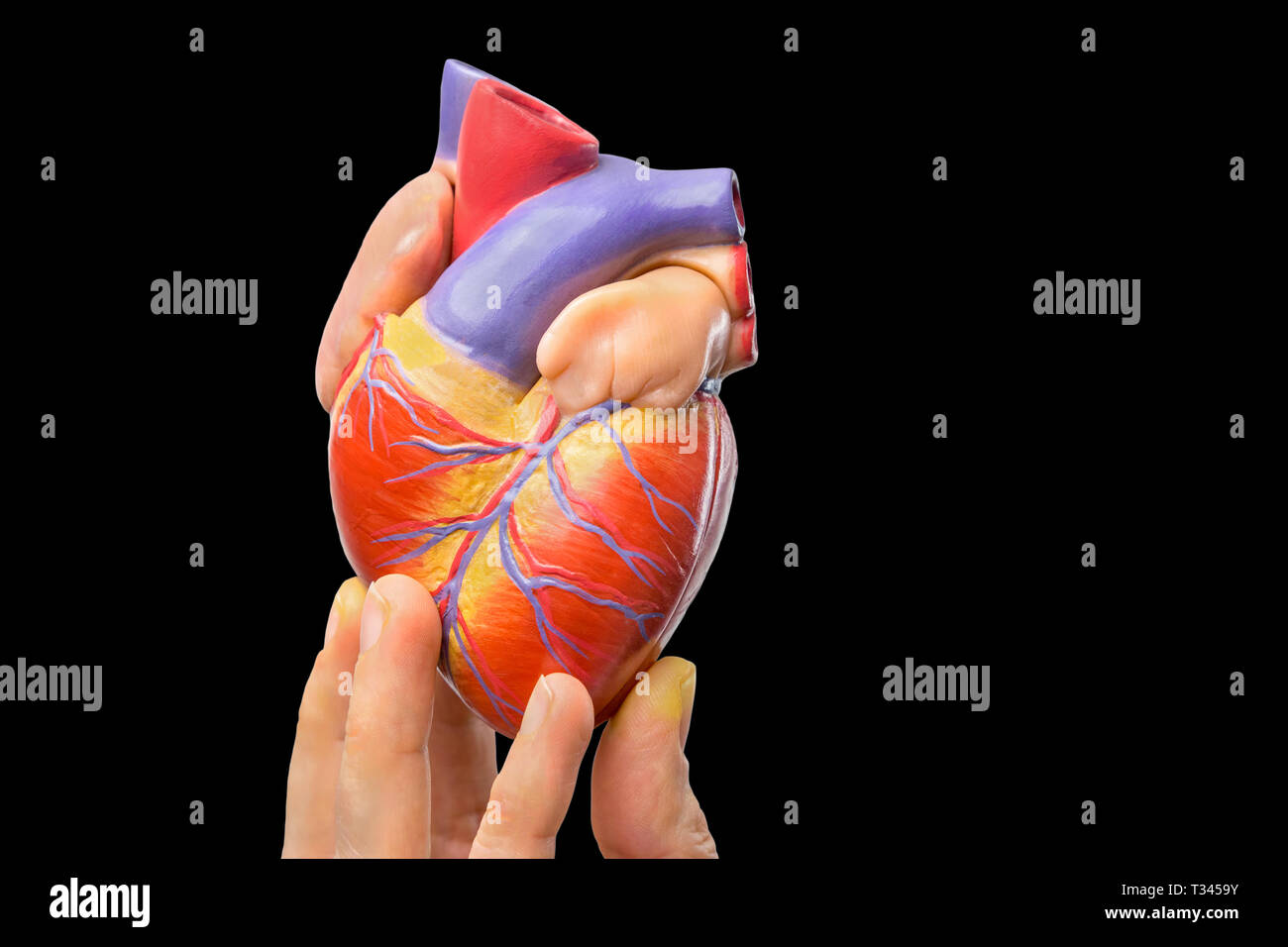 Finger zeigen Modell des menschlichen Herzens auf schwarzem Hintergrund Stockfoto