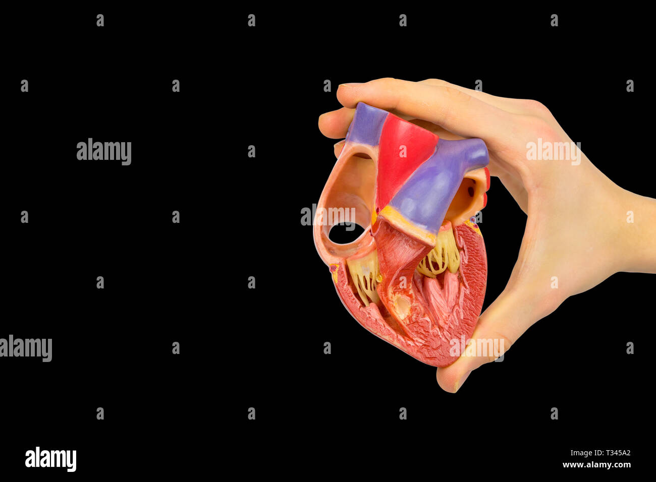 Männliche Hand hält Kunststoff menschlichen Herzen übersicht Innenbereich auf schwarzem Hintergrund Stockfoto