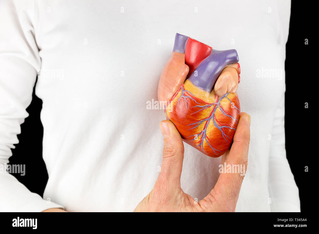 Weibliche Hand hält menschlichen Herzen Modell vor weiße Brust mit schwarzem Hintergrund Stockfoto