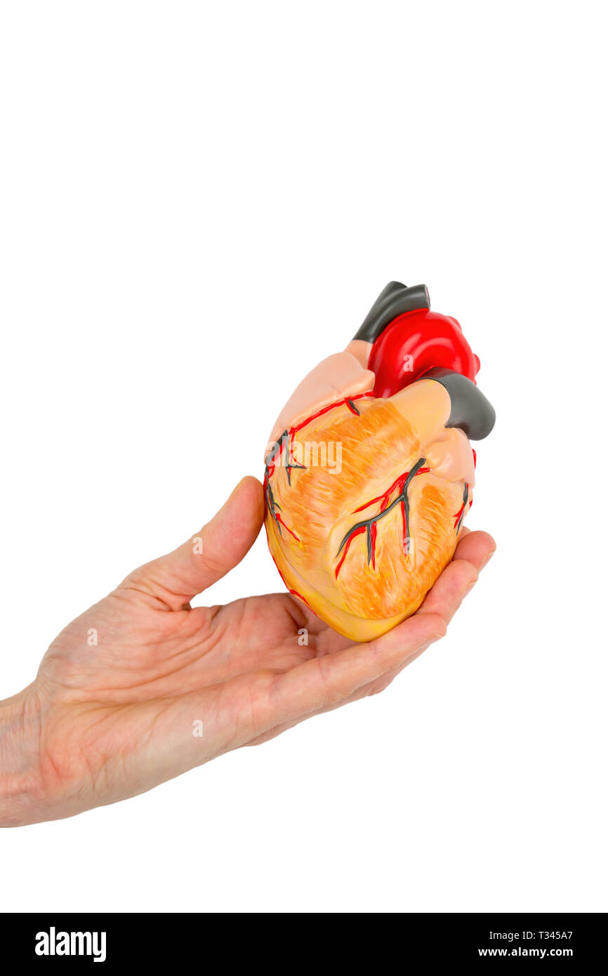 Weibliche Hand hält menschlichen Herzen Modell auf weißem Hintergrund Stockfoto