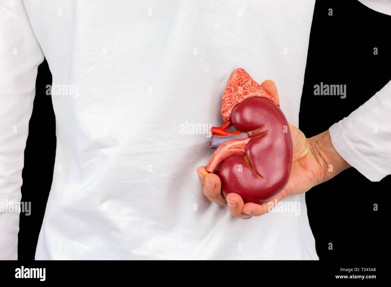 Weibliche Hand, die eine menschliche Niere Orgel an der Rückseite des Körpers auf schwarzem Hintergrund Stockfoto