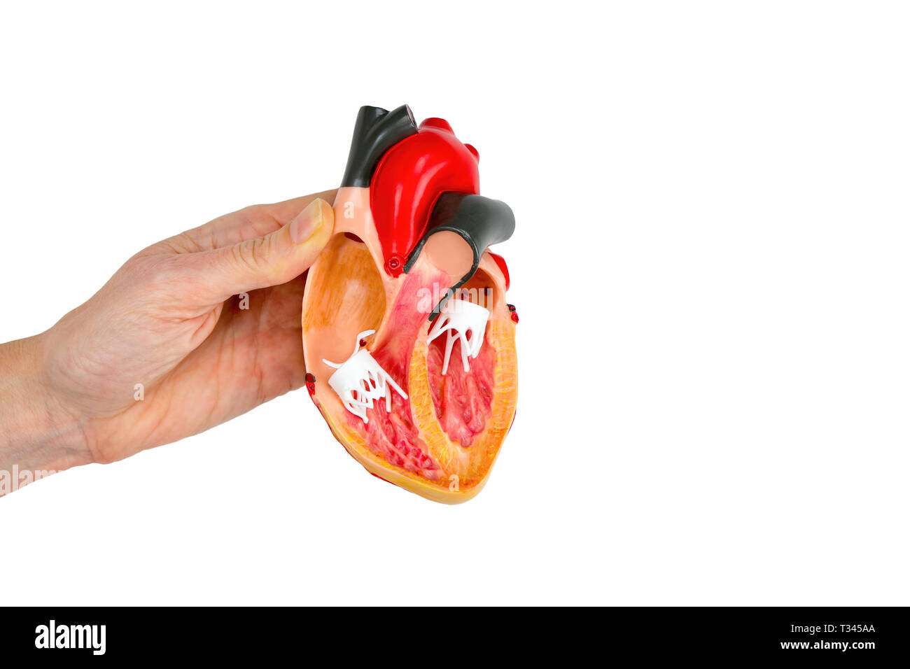 Hand, Modell menschlichen Herz auf weißem Hintergrund Stockfoto