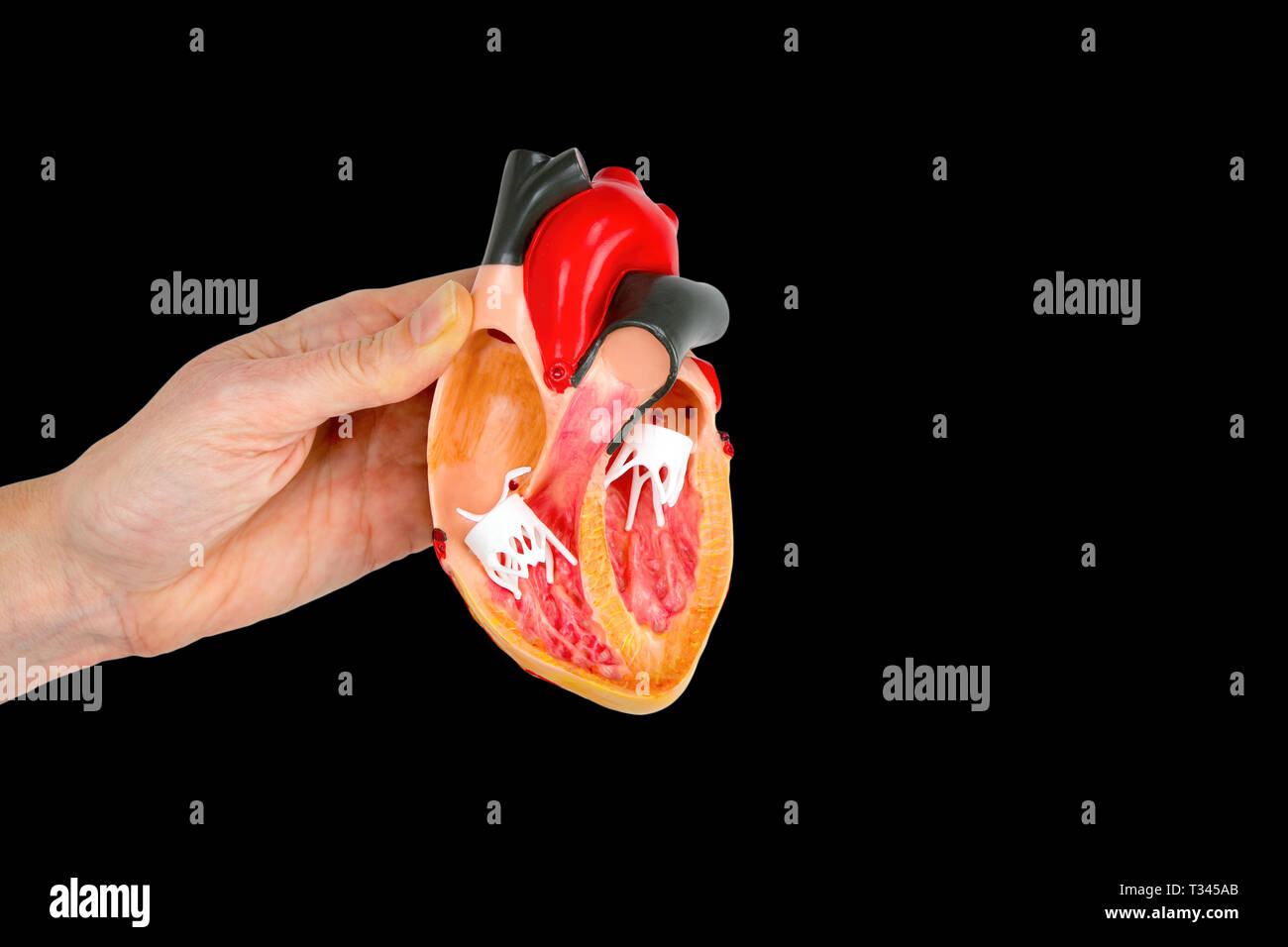 Hand, Modell öffnen menschlichen Herzen auf schwarzem Hintergrund Stockfoto