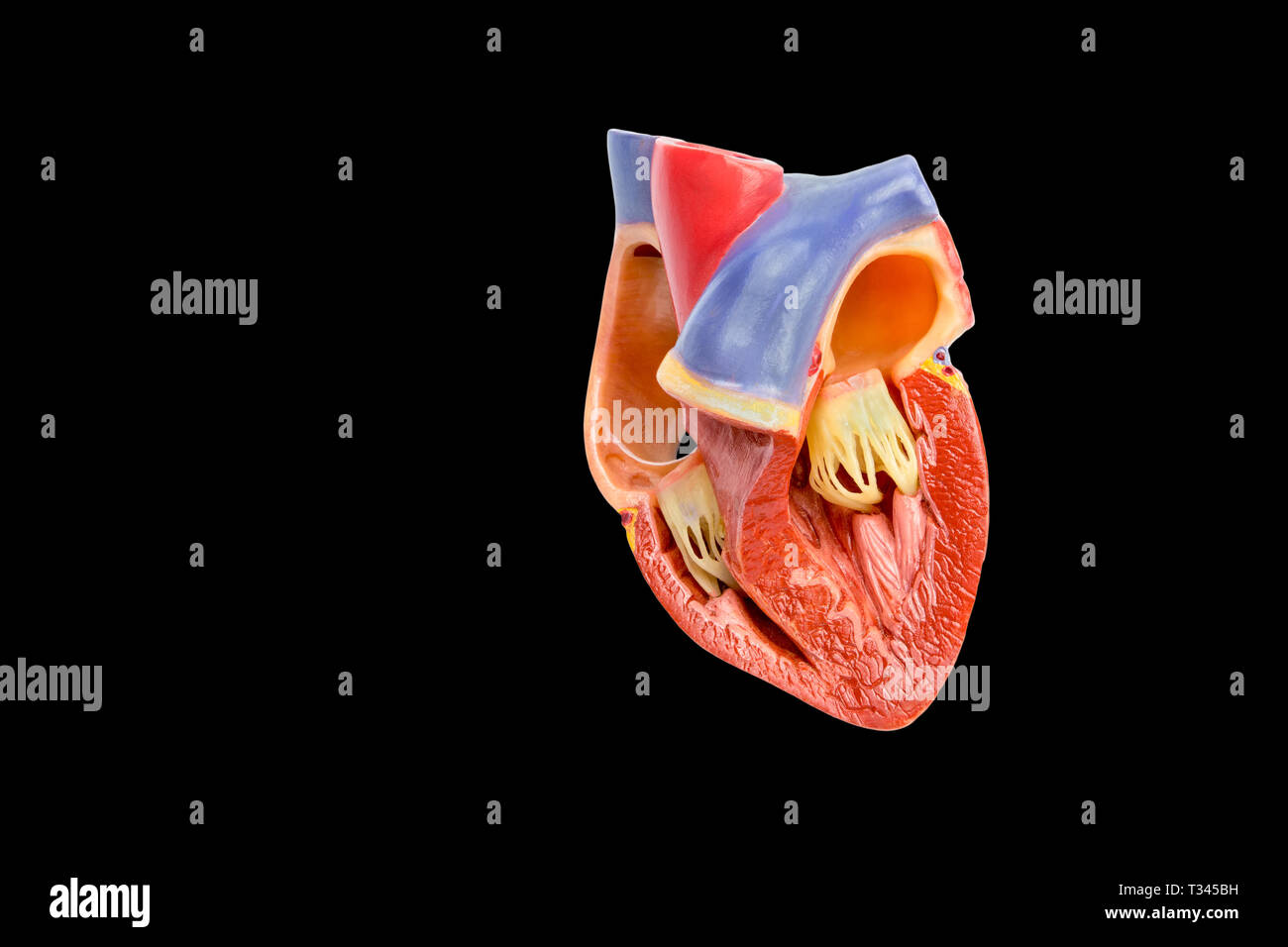 In künstlichen Modell der öffnete das menschliche Herz auf schwarzem Hintergrund Stockfoto