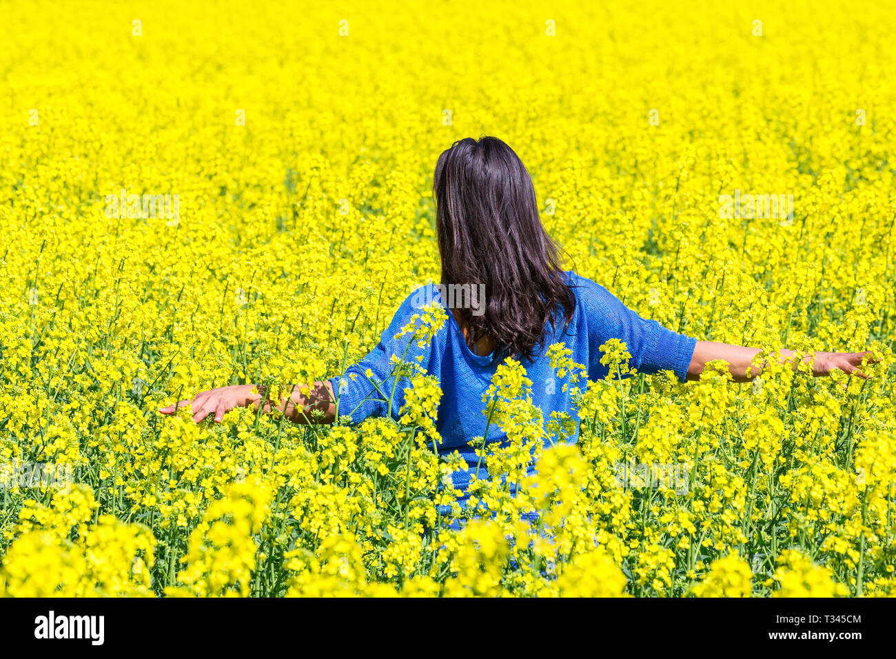 Junge kolumbianische Frau wandern im Feld mit gelbem Raps Blumen Stockfoto