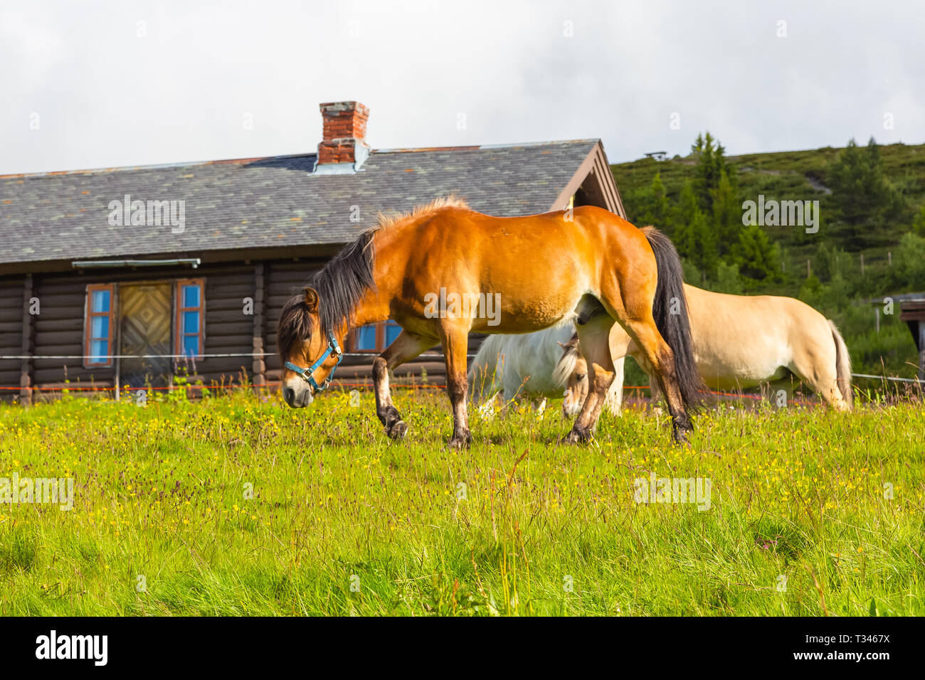 Wildlife in Norwegen. Skandinavischen fjord schöne Pferde auf der Weide fressen Gras auf dem Feld im Sommer Regenwetter. Stockfoto