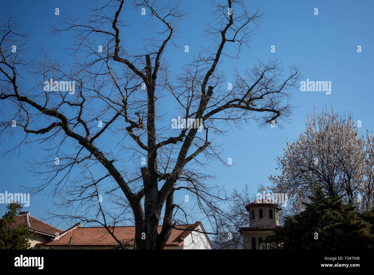 Schöne blattlosen großen alten Baum in der Nähe von Batkun Kloster, sonnigen, aber kalten und windigen Frühlingstag, Äste und klaren blauen Himmel als Hintergrund, gehört zu t Stockfoto