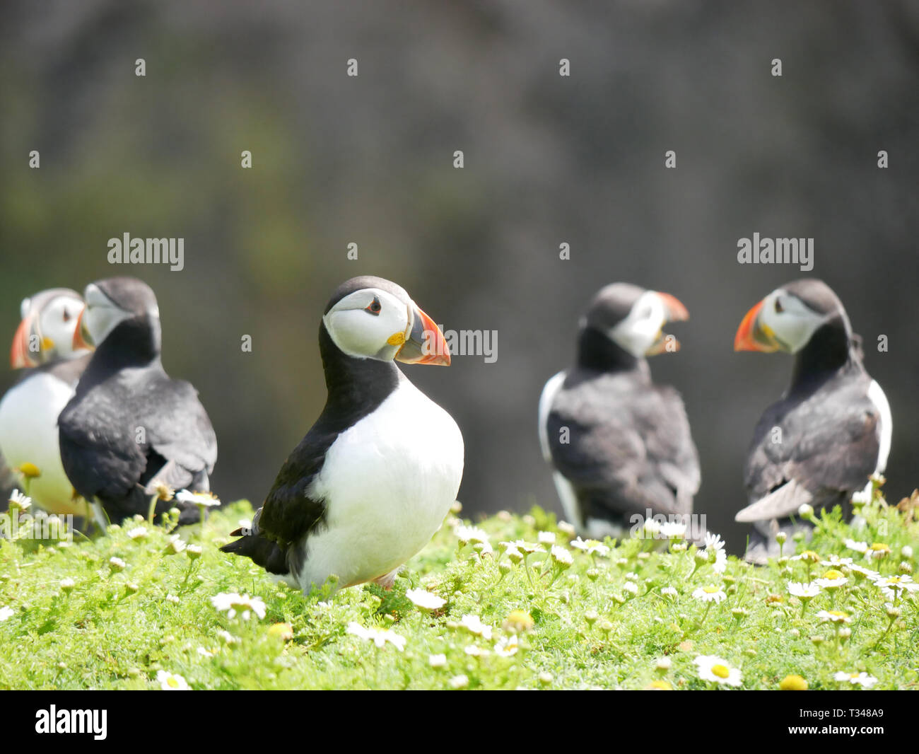 Fünf papageientaucher stehen auf kurzen Vegetation und Gänseblümchen auf ein Sommertag auf der Insel Skomer vor der Pembrokeshire Coast, South Wales, UK. Stockfoto