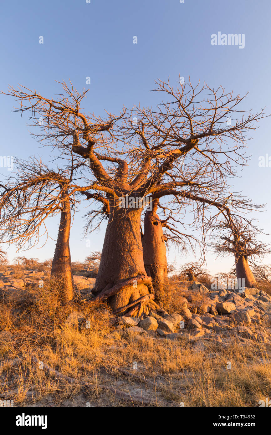Baobab Bäumen in Gelb das Morgenlicht. Stockfoto