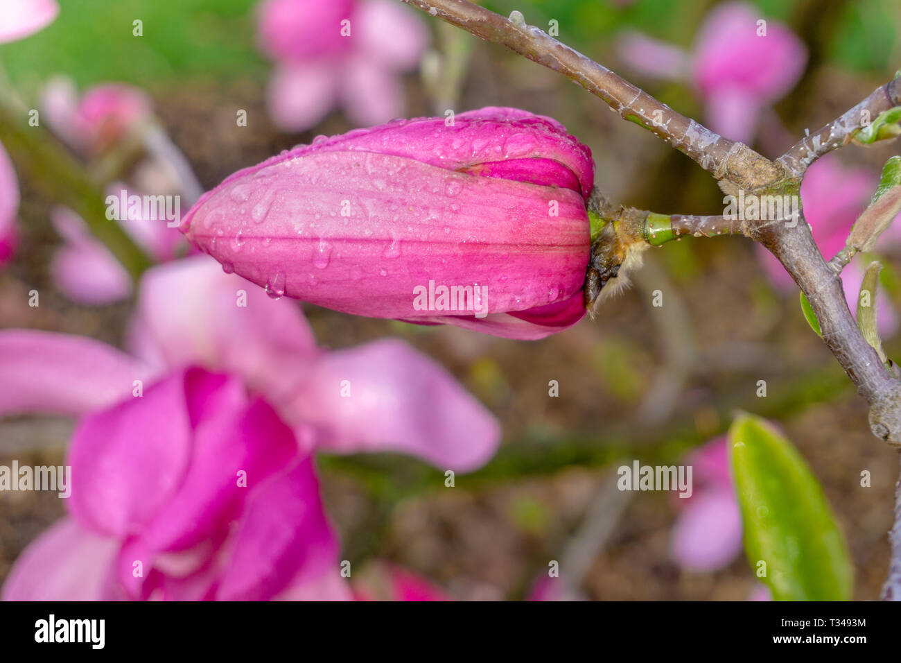 In der Nähe von einem schönen lila Magnolia Flower mit Wassertropfen am frühen Morgen. Blühende Mulan Magnolia. Stockfoto