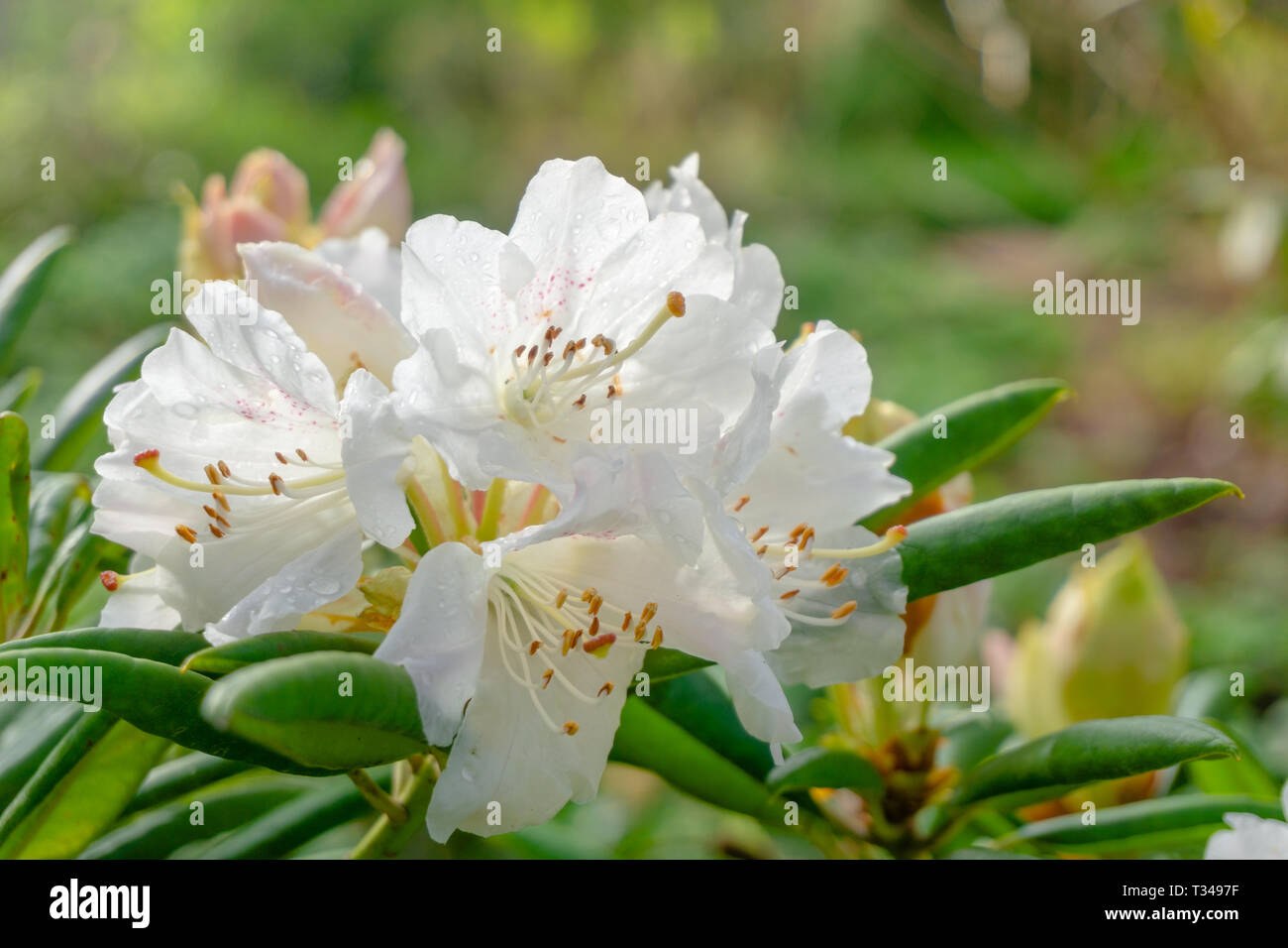 Wei blhende Rhododendron (Wardii var. puralbum) im Frhjahr. Nahaufnahme  von einem Strauch mit blhenden weien Rhododendron Blumen an einem  sonnigen Tag Stockfotografie - Alamy