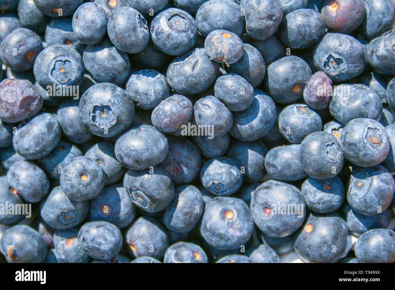 Frische organische reife Heidelbeeren in einem Korb, auf einem Markt, in der Nähe Stockfoto
