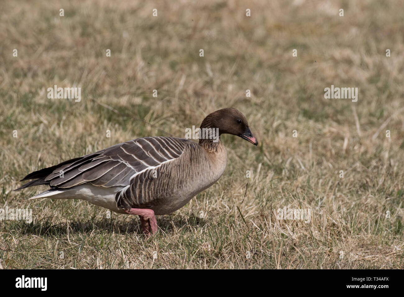 Pink-footed Goose Fütterung Stockfoto