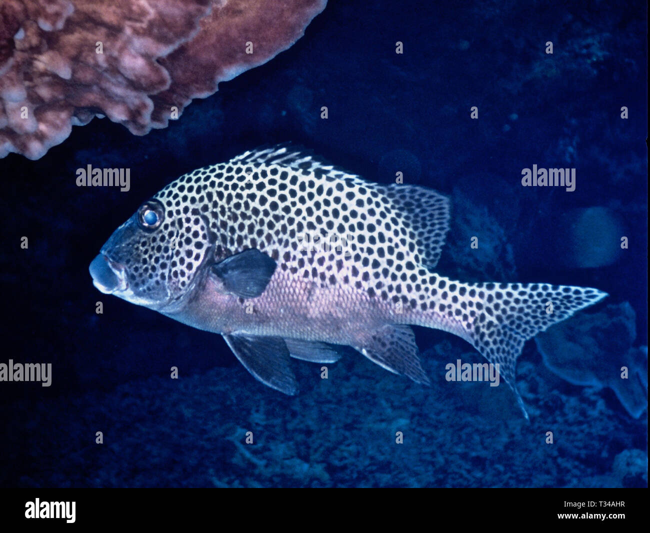 Ein Harlekin Süßlippen (Plectorhinus chaetodontoides: 50 cms.). Sie sind Einzelgänger und werden allgemein auf die Korallenriffe im Indischen Ozean und im westlichen Pazifik aufgetreten. Fütterung nocturnally auf kleine Fische, Krebstiere und Weichtiere, die Sie während des Tages unter Reef leisten. Die Art weist ontogenetische Farbe und Muster ändern; Jugendliche völlig anders aussehen (braun mit weißen Flecken - siehe Bild HR9 HCN (HF) und auch völlig anders mit konstanter aufgeregt hin- und herbewegt wird, der Fleischfresser zu sein, die an die Bewegungen eines hochgiftigen Plattwurm abschrecken Verhalten. Tulamben, Bali, Indonesien Stockfoto