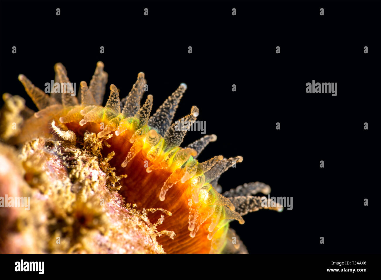 Eine kleine gelbe Schale Coral mit zarten Tentakeln Schuß mit einem Super Makro Objektiv seine komplizierten Details und schönen Struktur zeigt. Stockfoto