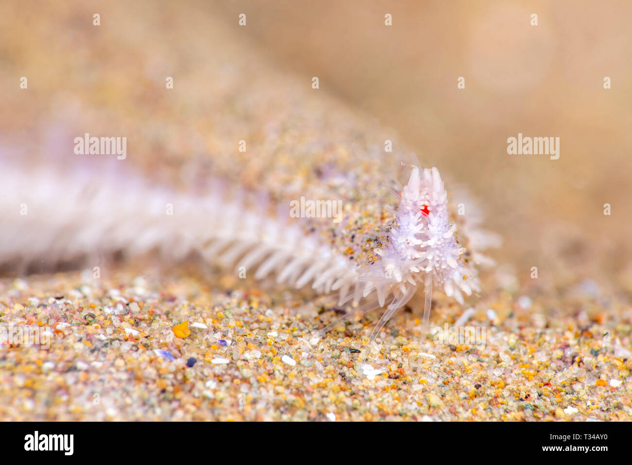 Eine gemeinsame Kalifornien sand Sterne bewegt sich über einen sandigen Boden mit seiner rudimentären rote Augen unter den Spitzen ihrer Strahlen zu navigieren. Stockfoto