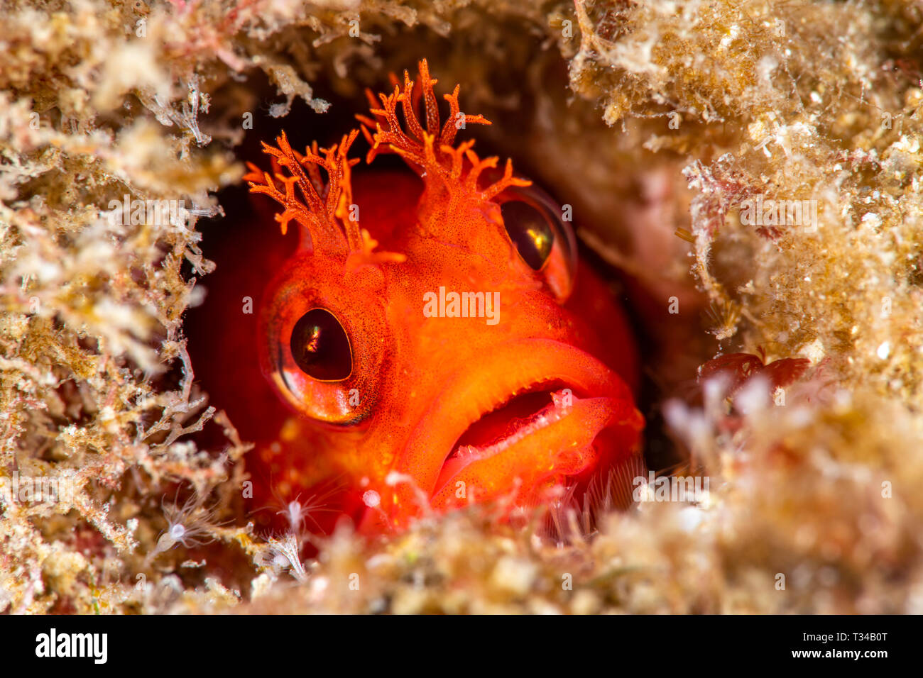 Eine rote fringehead blenny Leben in einem winzigen Loch in einem Kalifornischen Riff in der Kanalinseln. Stockfoto