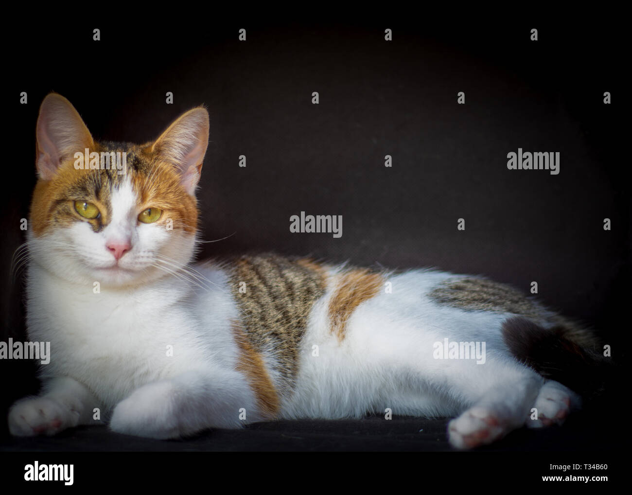 Ein Porträt von einem Haustier Katze gegen ein schwarzes studio Hintergrund das Bild mit einem professionellen klassischen Look geben. Stockfoto
