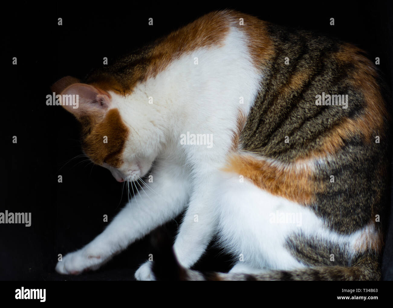 Ein Porträt von einem Haustier Katze gegen ein schwarzes studio Hintergrund das Bild mit einem professionellen klassischen Look geben. Stockfoto