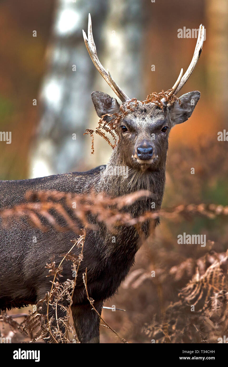 WILDER HIRSCH SIKA HIRSCH MIT GROSSEN GEWEIHEN IN DIE KAMERA SCHAUEN UND UMGEBEN VON BRAUNEN FARNWEDEL UND WALDLANDSCHAFT IM HERBST Stockfoto