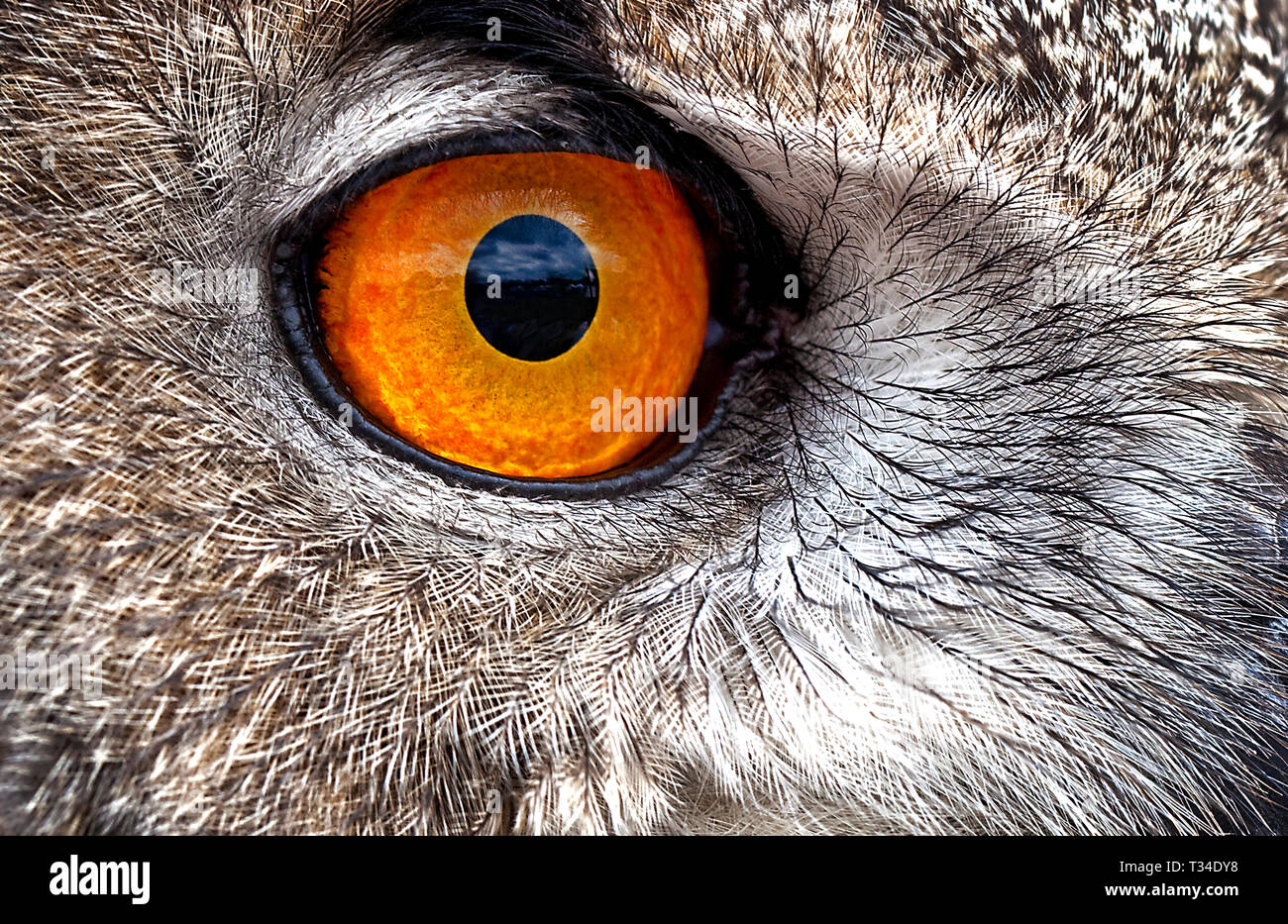 MAKRONAHT DES KOPFES EINES WILDEN EURASISCHEN EAGLE OWL ODER GEHÖRNTEN OWL MIT AUGEN- UND FEDERDETAILS UND BRILLANTEN ORANGEN STECHENDEN AUGEN Stockfoto