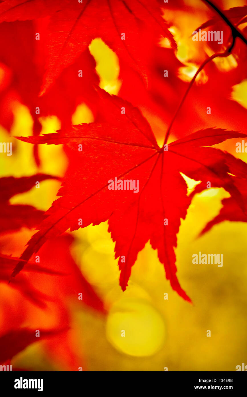 Weiche focuscolorful Herbst Bild der japanischen Ahorn Blätter. Stockfoto